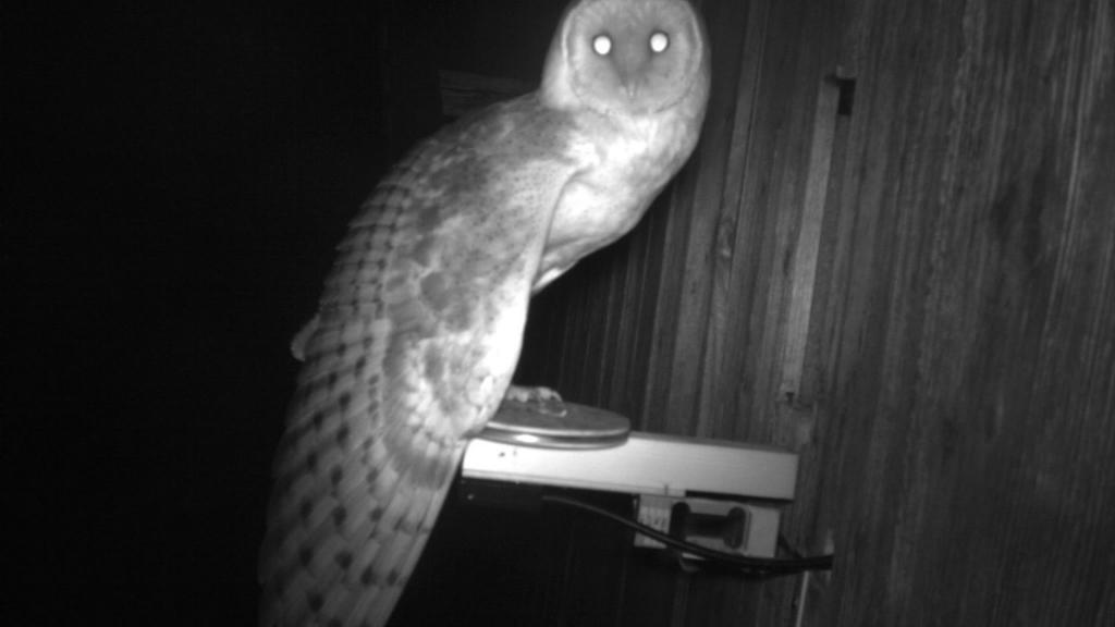 Owl sitting on the perch of the previous prototype device © Barn owl research group